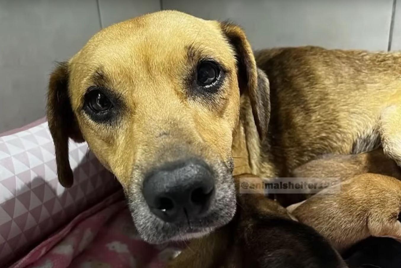 Amelia, too, found a permanent home, sta...