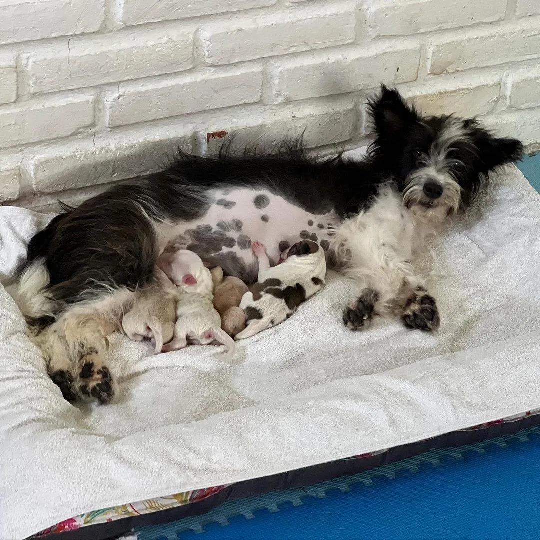After her pups' adoption, she found sola...