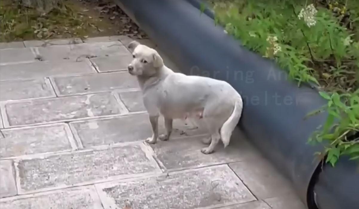 Once the dogs were more comfortable, the...