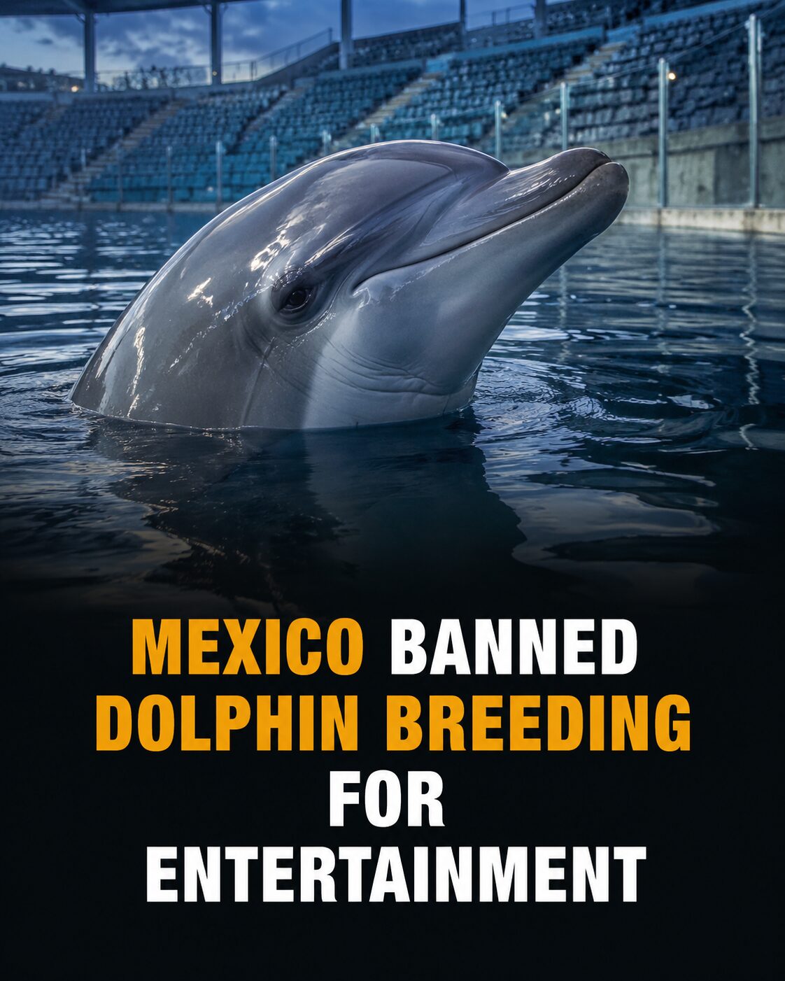 Illustration of a dolphin in a marine park beneath empty spectator stands