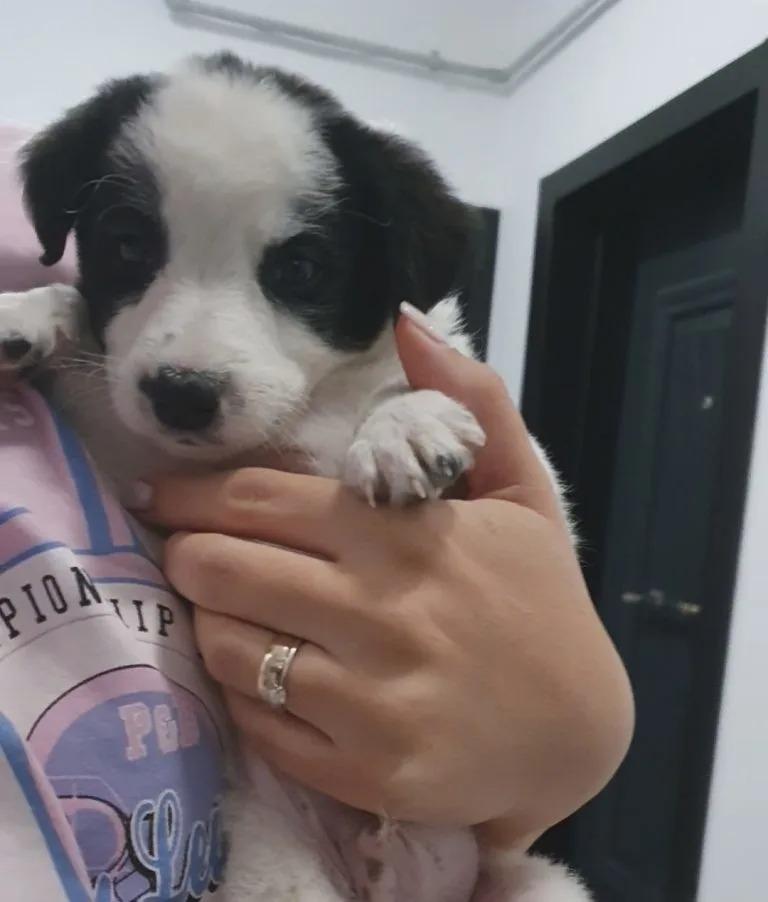 At barely 5-6 weeks old, Milo didn't kno...