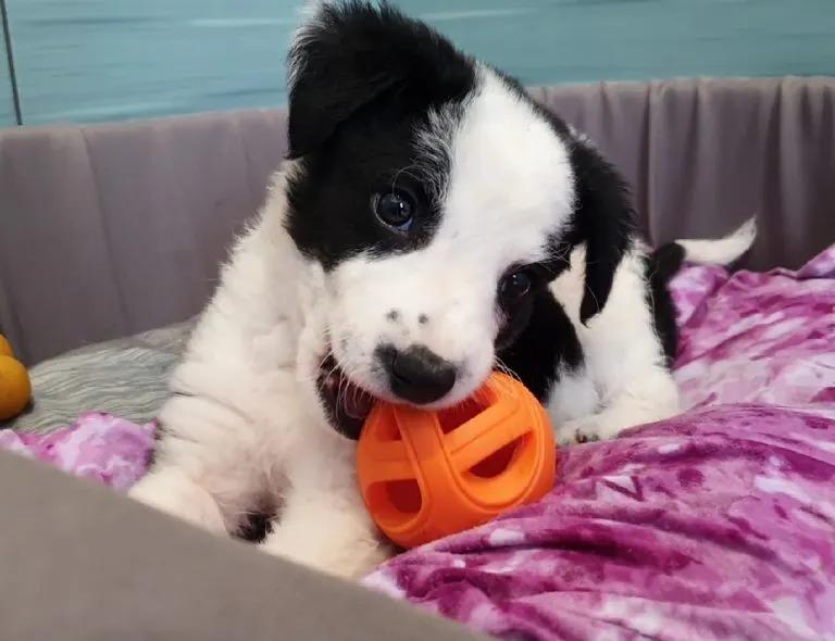 Milo's favorite activities include playi...