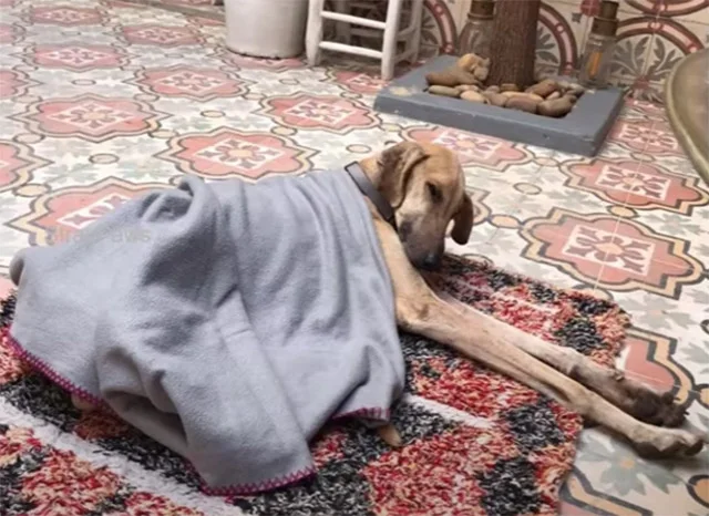 Now, Sam is almost ready to meet his new...