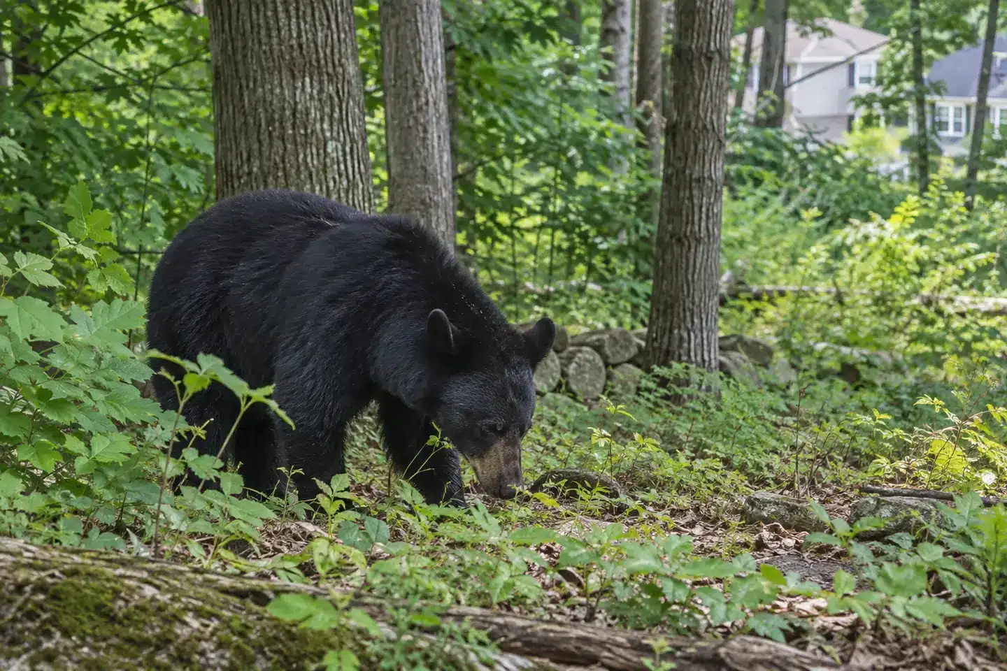 Black bear walking through woodland near homes, illustrating human-bear overlap