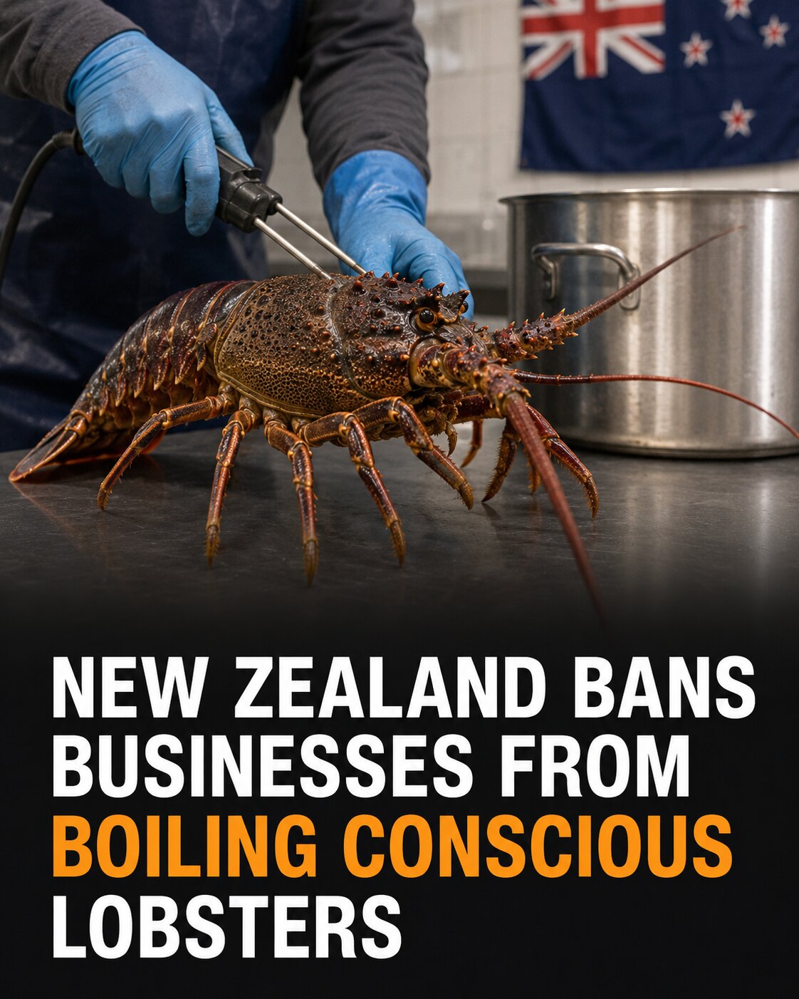 A New Zealand rock lobster beside commercial humane stunning equipment