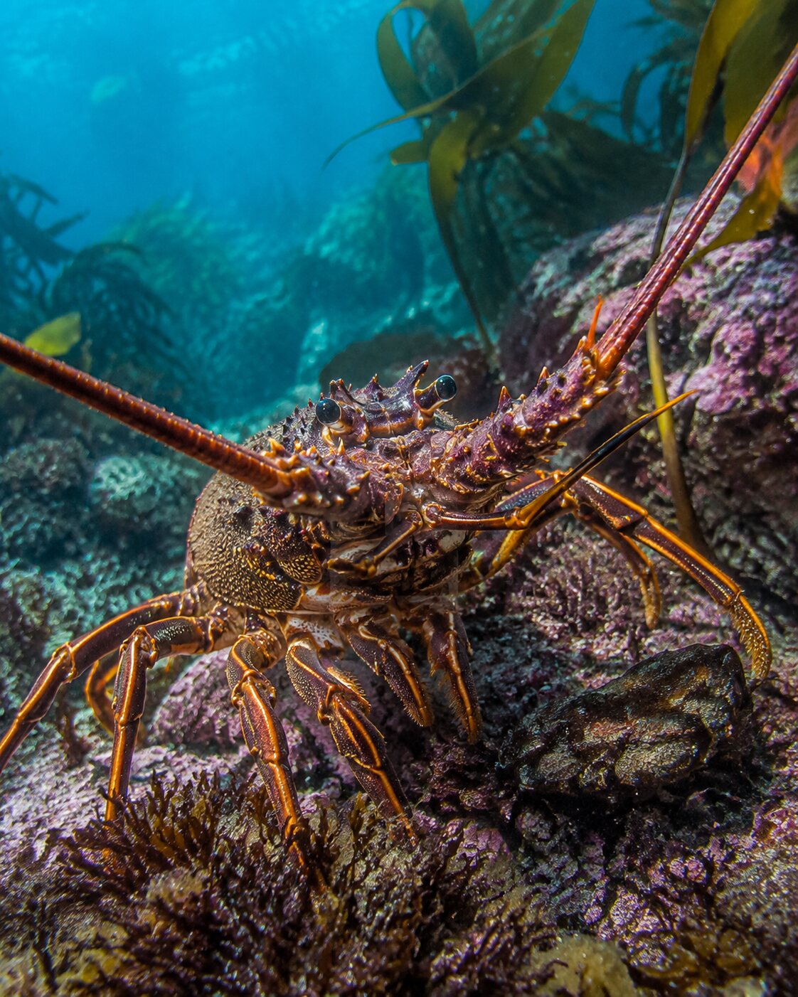 A rock lobster in a rocky kelp habitat underwater
