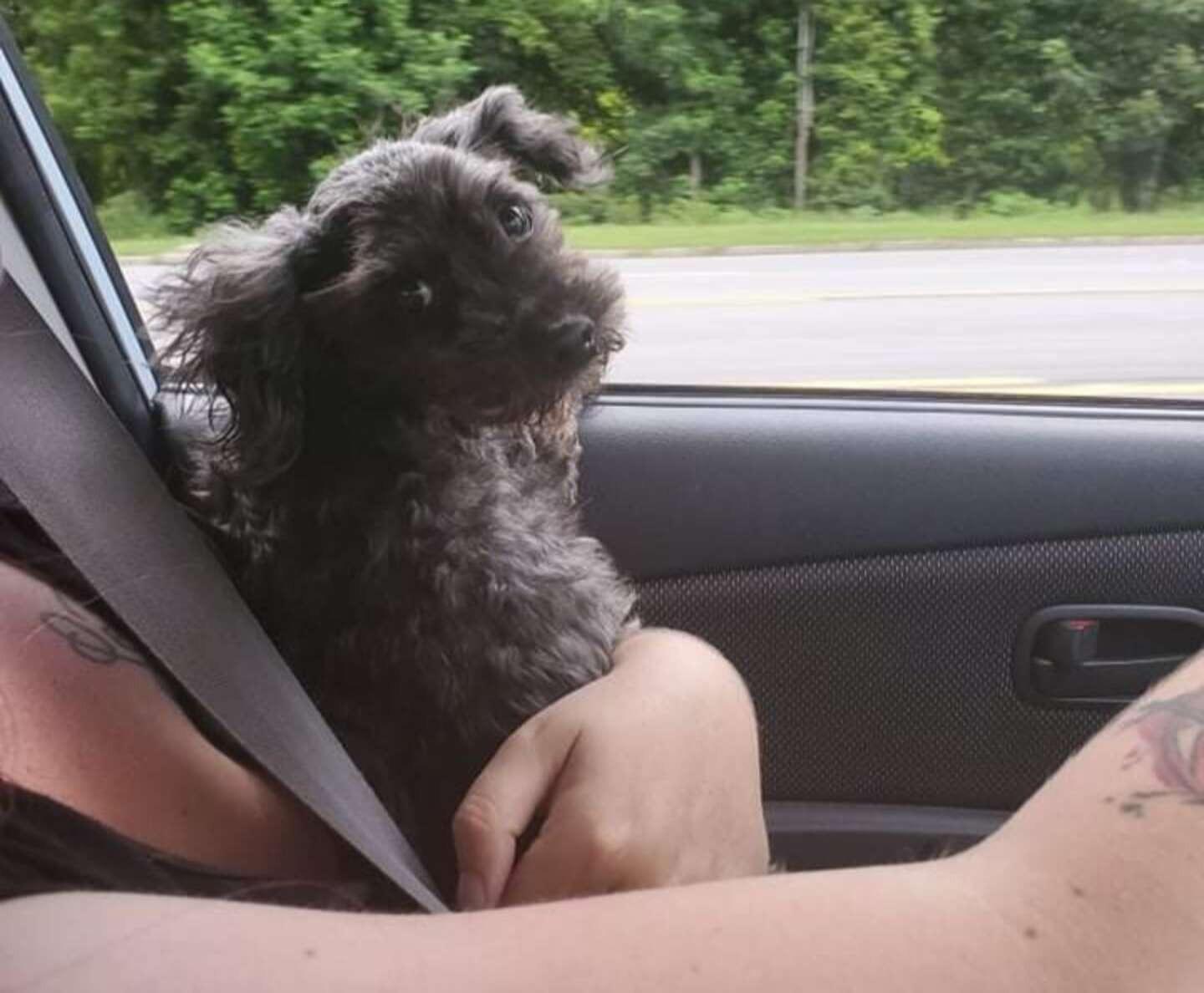 Hoping to find Stitch’s owner, she waite...