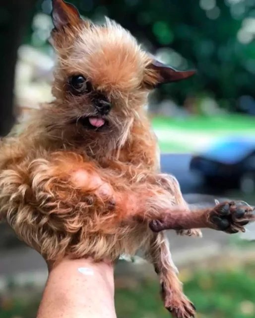 When the courageous dog recovered enough...