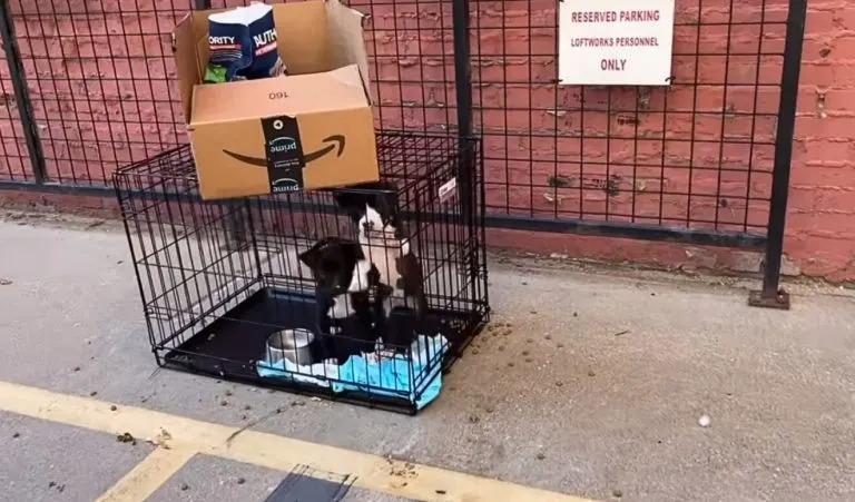 The shelter was already full, so the pup...