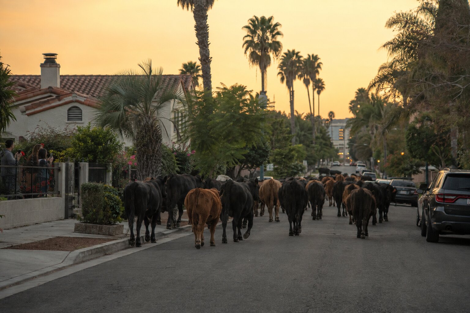 Illustrative reconstruction of escaped cattle moving through a Southern California residential street.