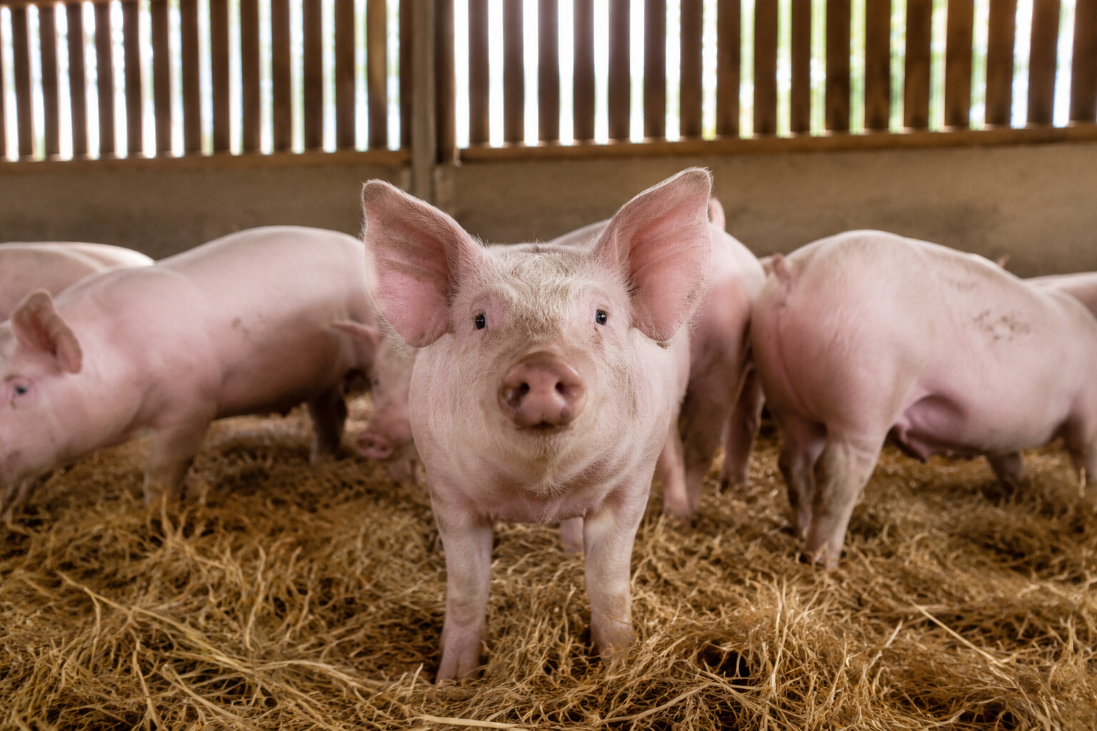 Pigs standing together in a clean straw-lined barn