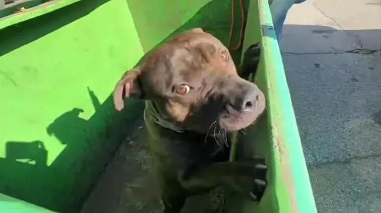 While the rescuers were relieved to find...