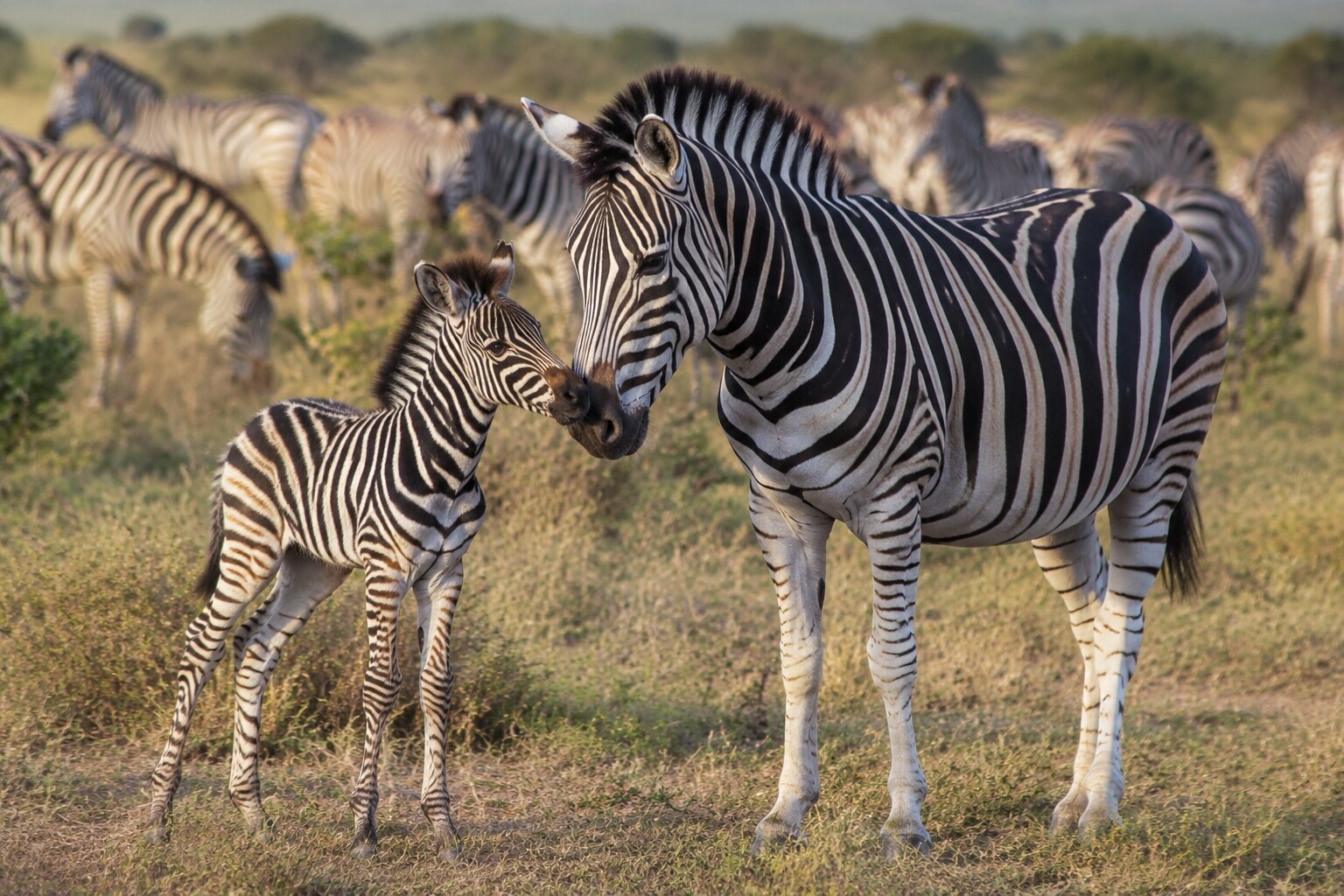 A plains zebra mare gently touching noses with her young foal