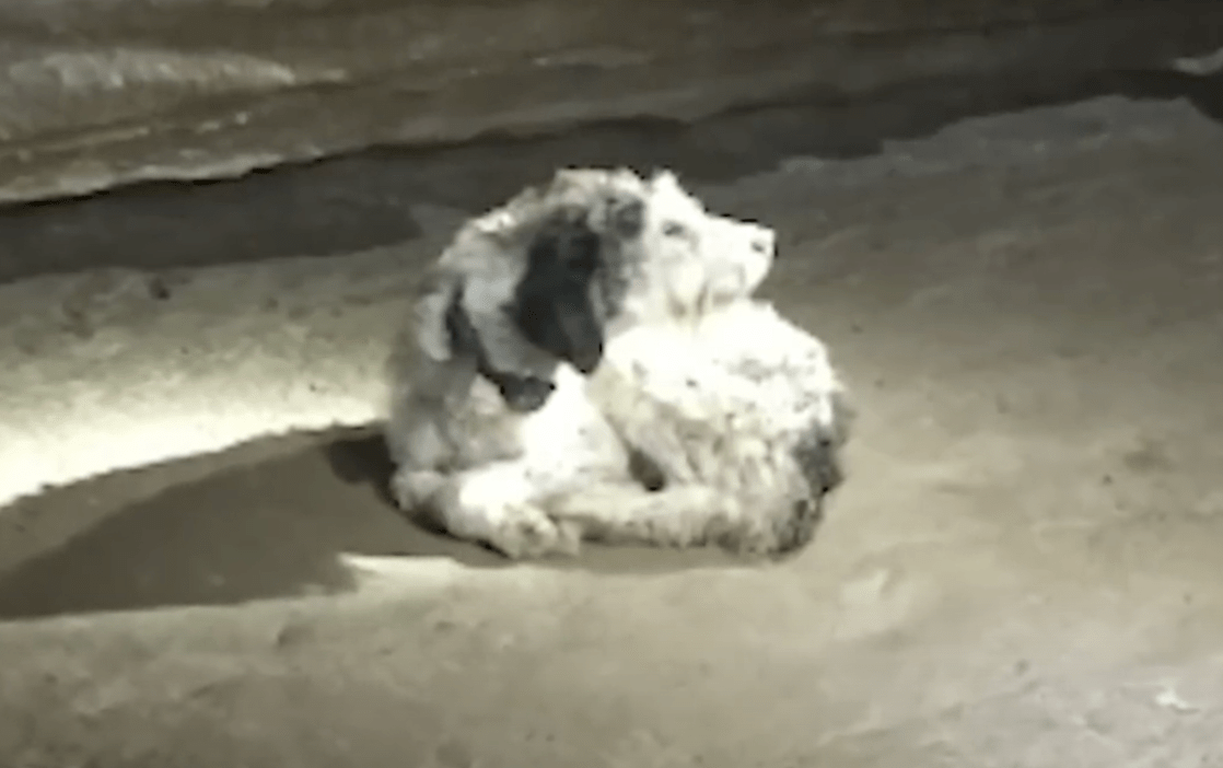 Frank took a photograph of the dog and s...