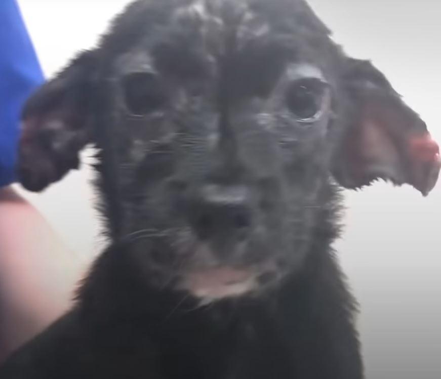 Despite the initial treatment, Abby's co...