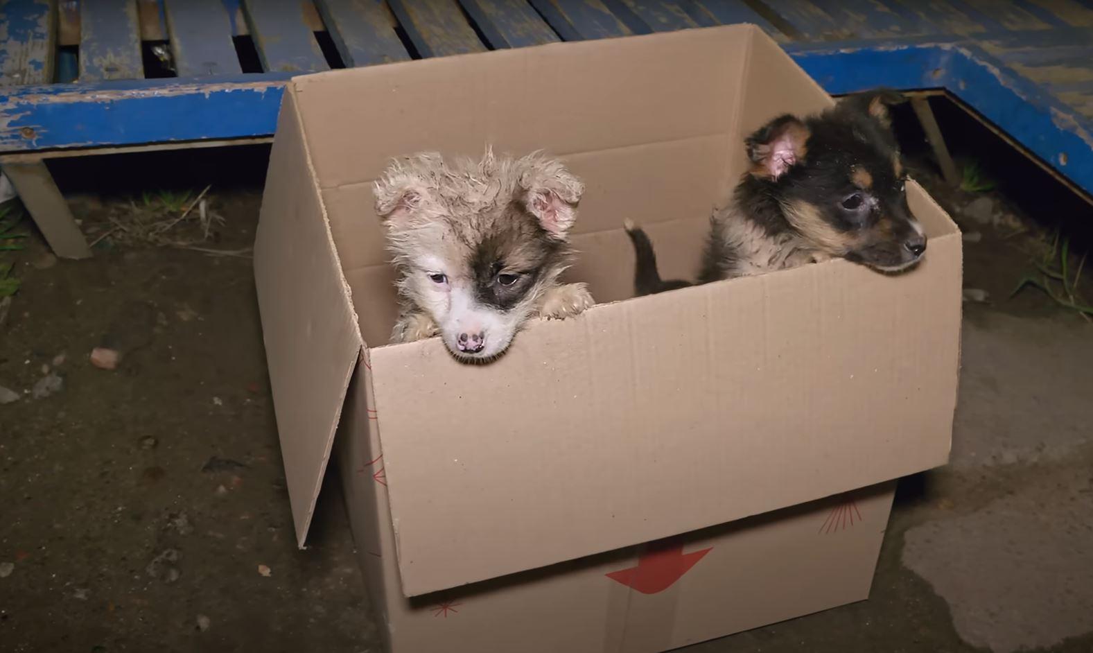 Upon rescuing the puppies, the woman fro...