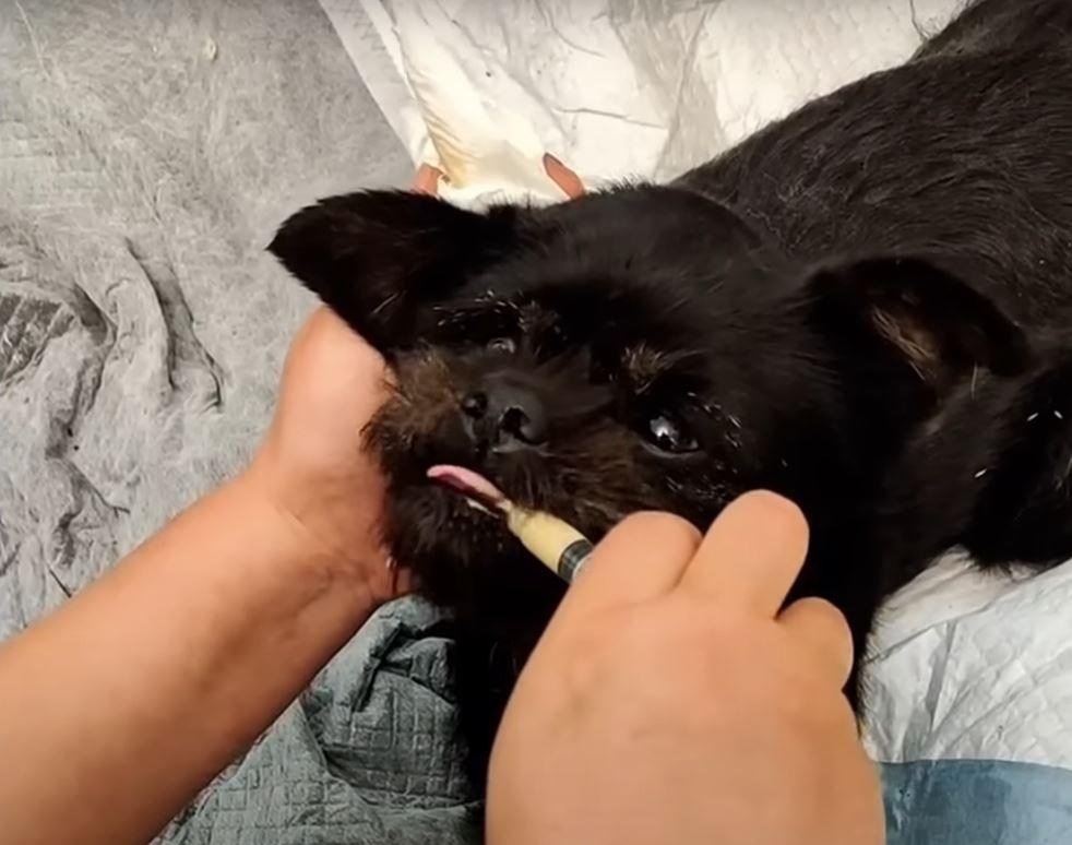 The mother dog's devotion to her puppies...