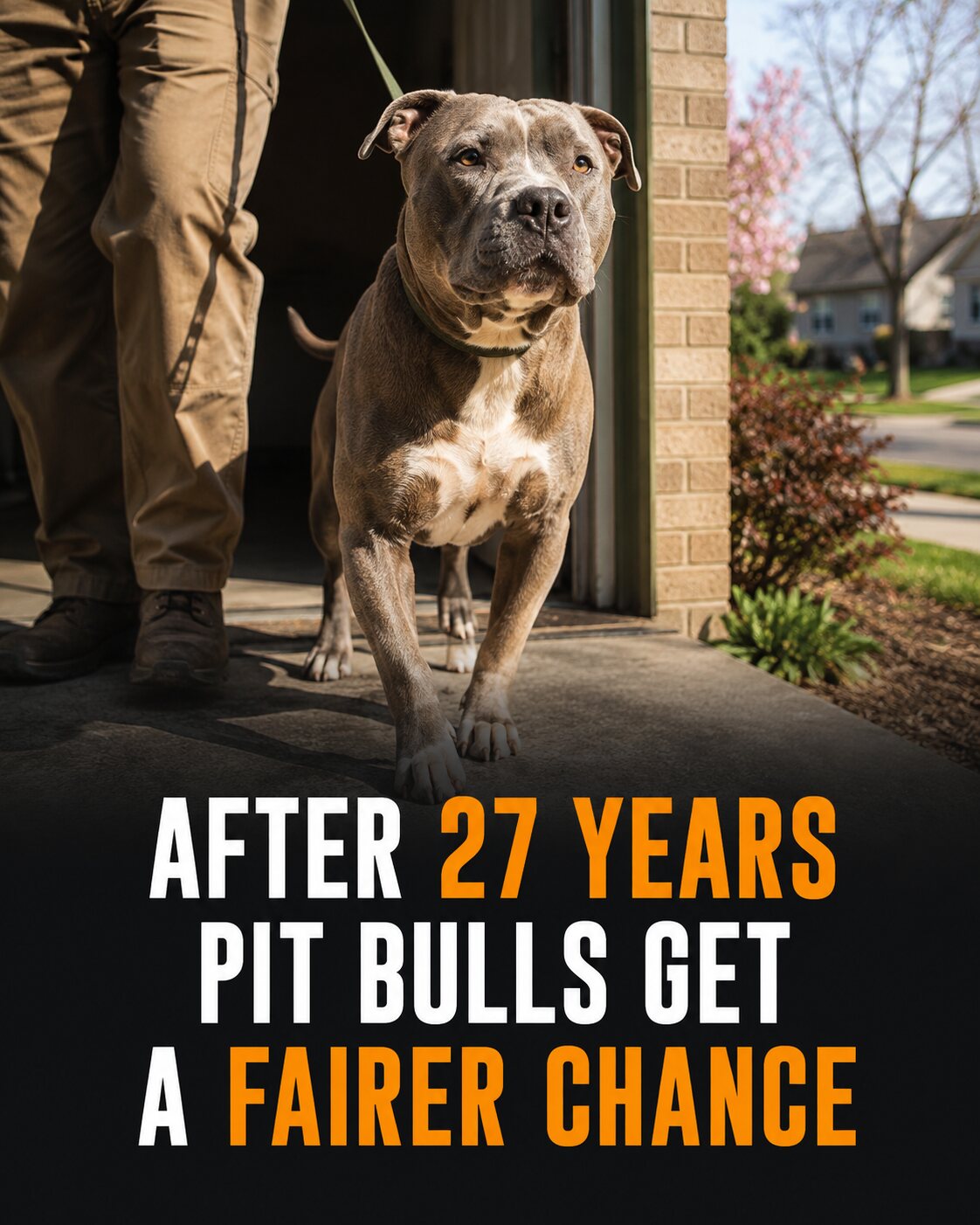 A calm pit bull-type dog walks from a shelter doorway into sunlight.