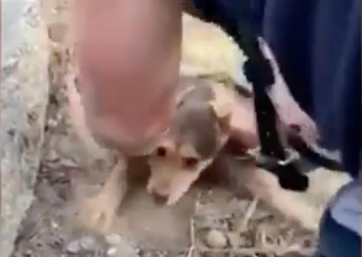 Rocky had been trapped for an unknown le...