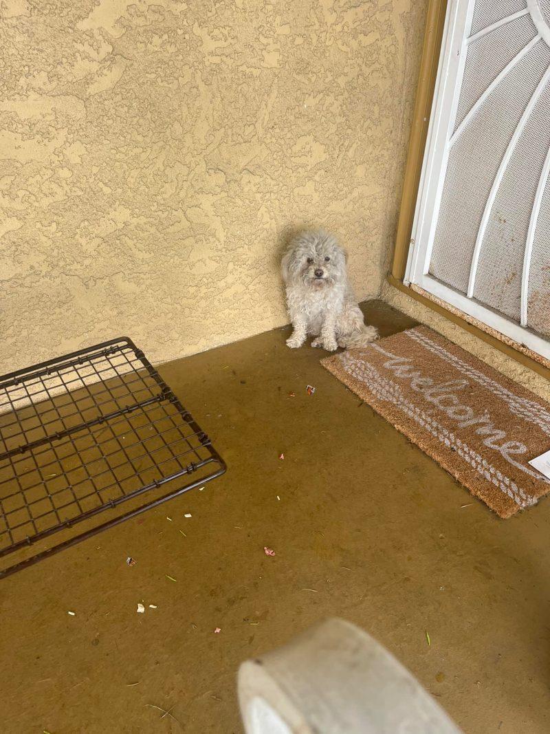 The dog's neighbors had sighted her over...
