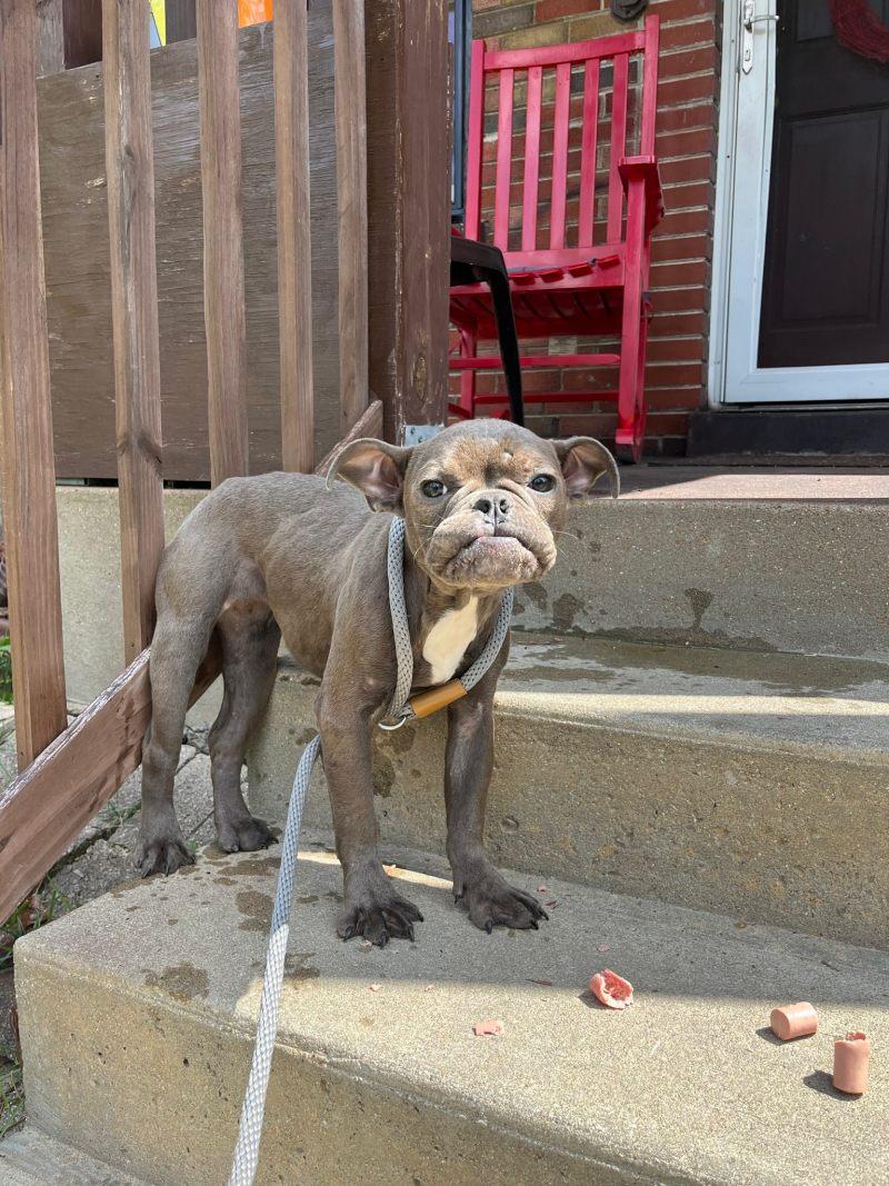 Once a stray with nowhere to turn, Babbi...