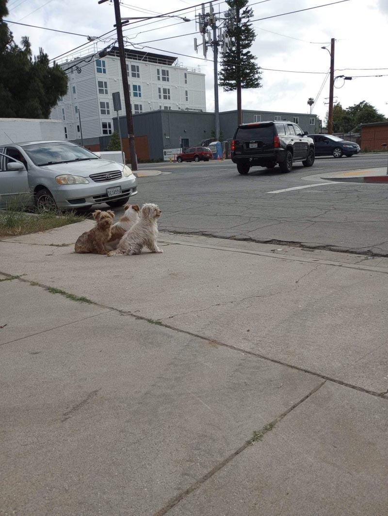 Initially, the puppies were found sittin...