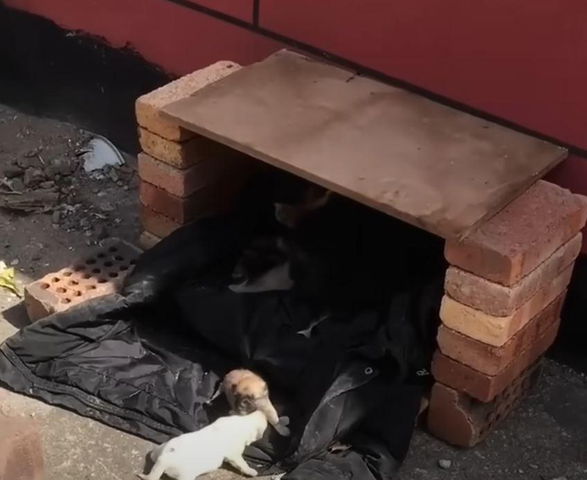 The puppies started adjusting to walks a...