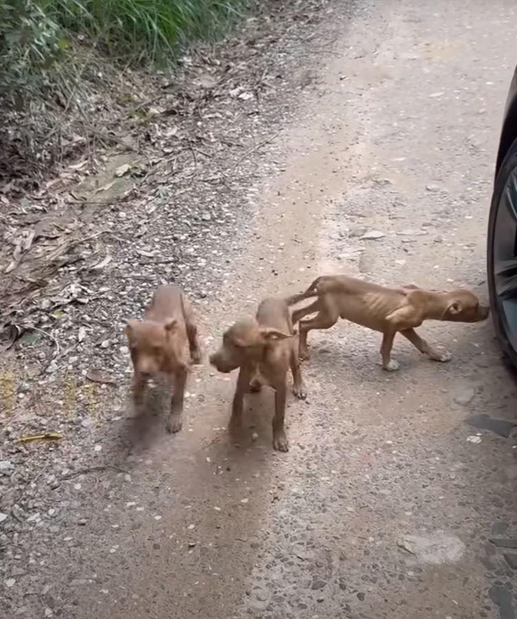 The volunteers, moved by the puppies' sw...