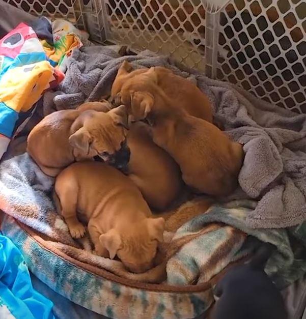 United, the puppies played, explored, an...