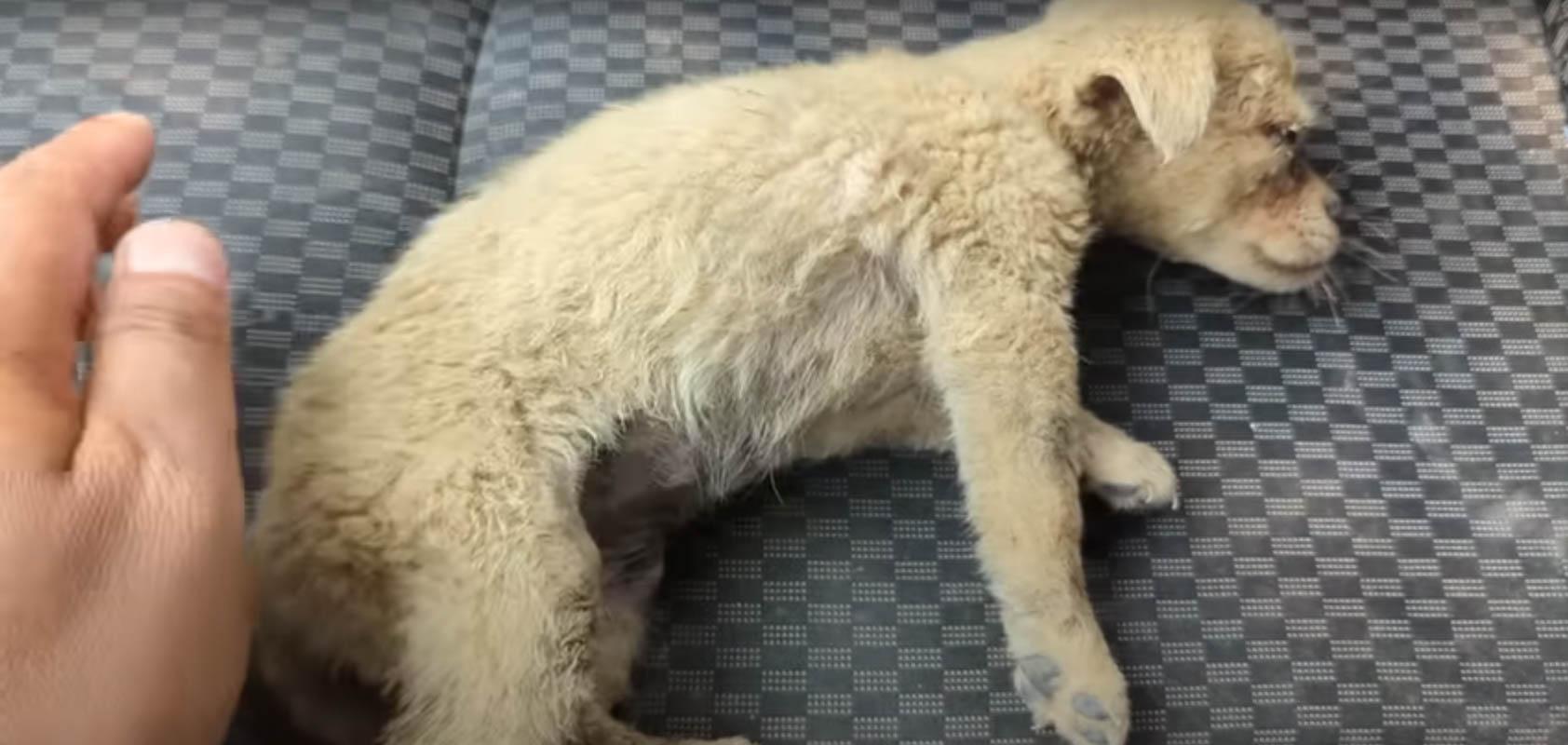 Inside his car, the man offered the pupp...