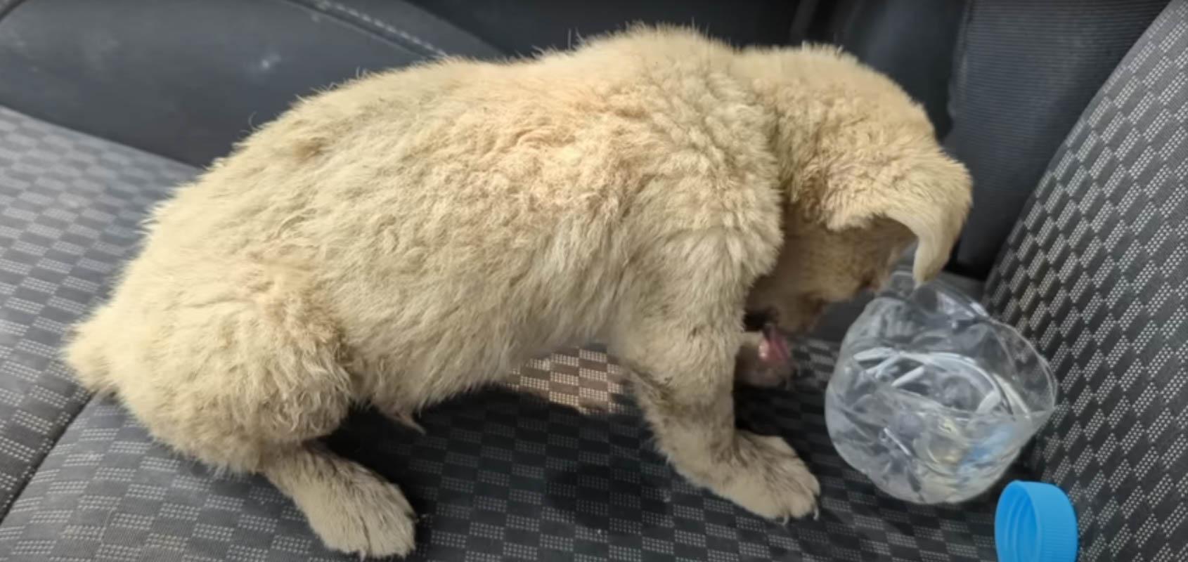 In the car, the man offered the puppy wa...