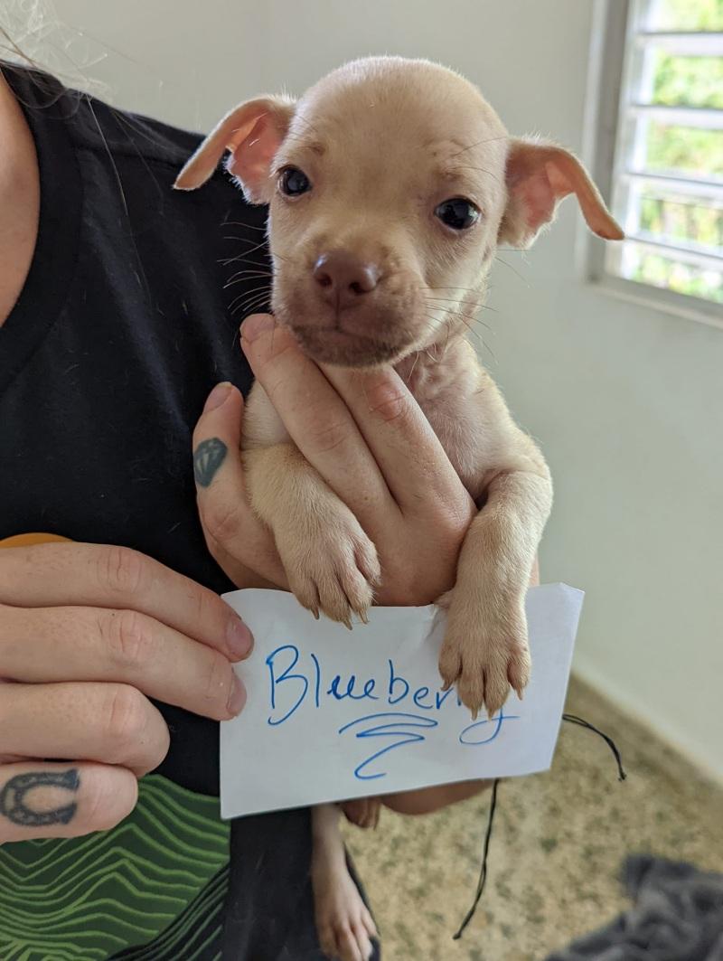 Before long, each pup in the Berry famil...