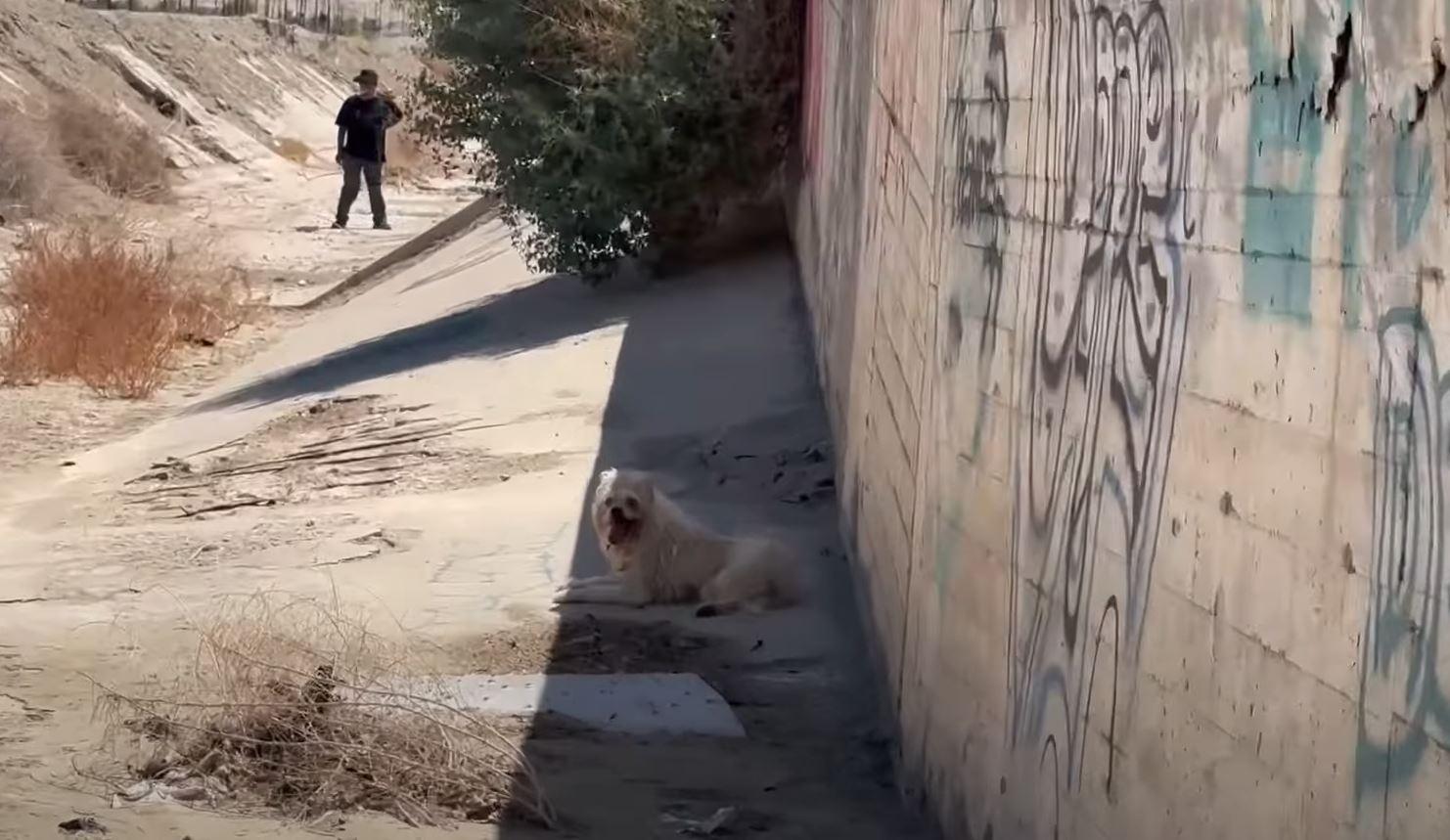 Despite these efforts, the dog continued...