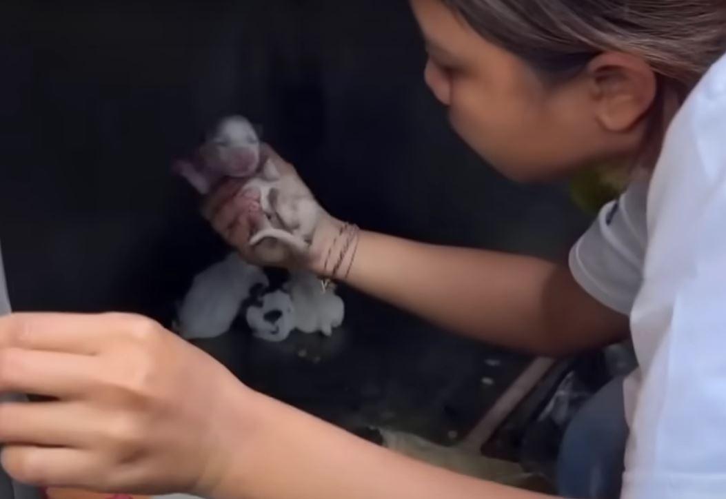 At the veterinary clinic, Indah and her ...