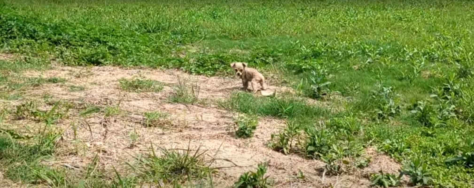 Upon closer inspection, he found the pup...