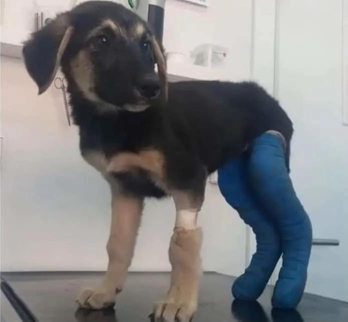 At the clinic, Rossie was withdrawn and ...