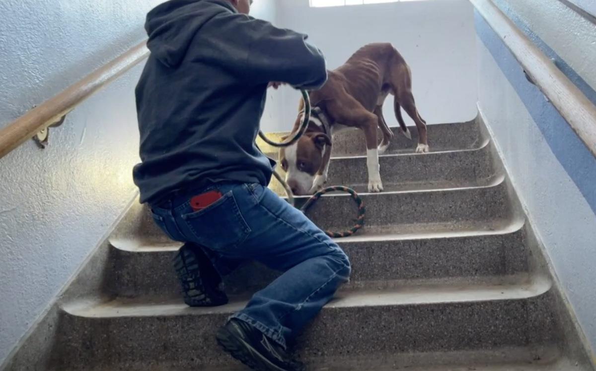 Ollie’s trust was evident as he allowed ...