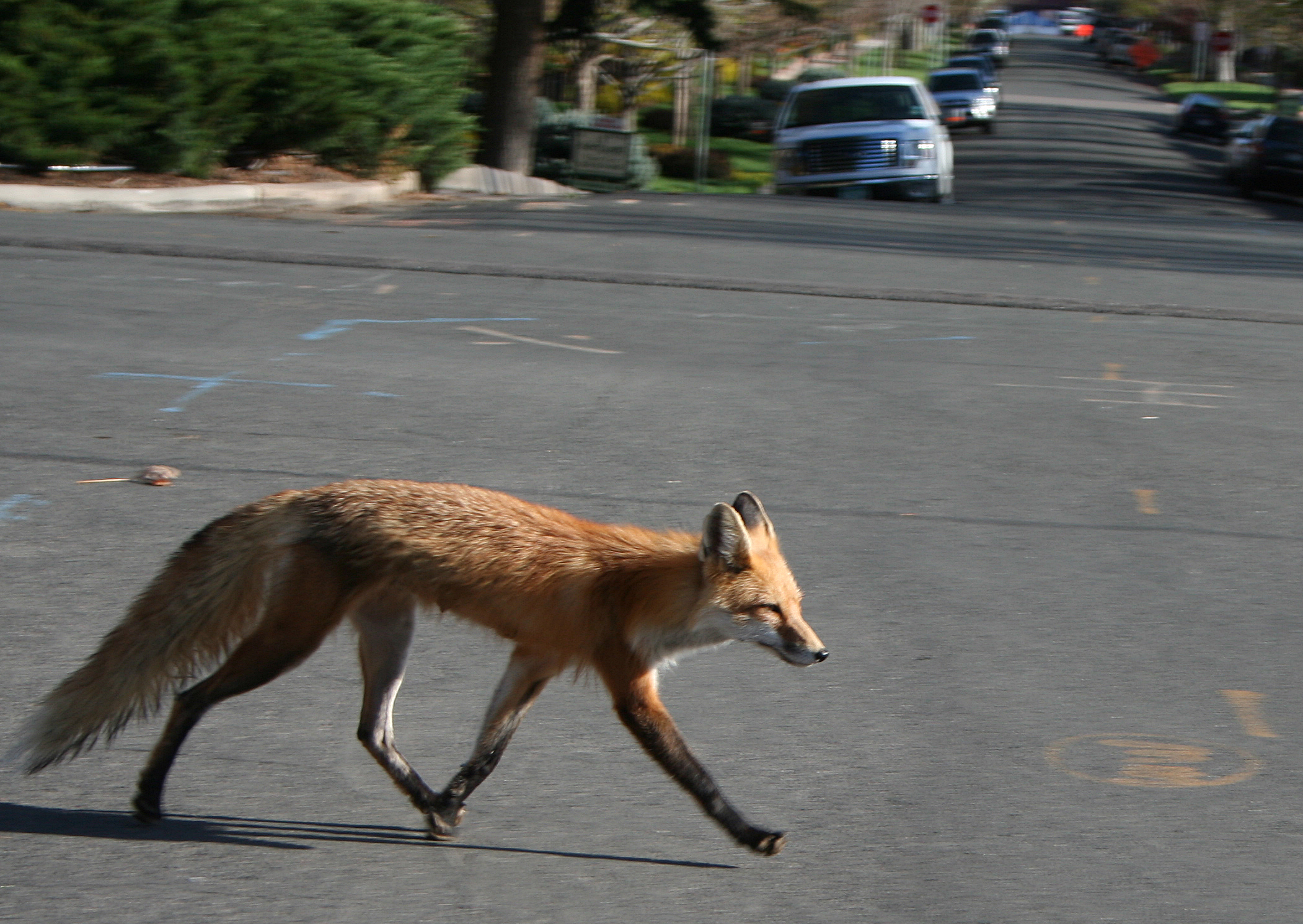 A red fox crossing a paved road