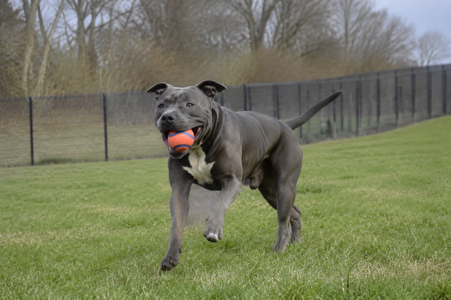 Large gray bully-type dog carrying a ball in a grassy field