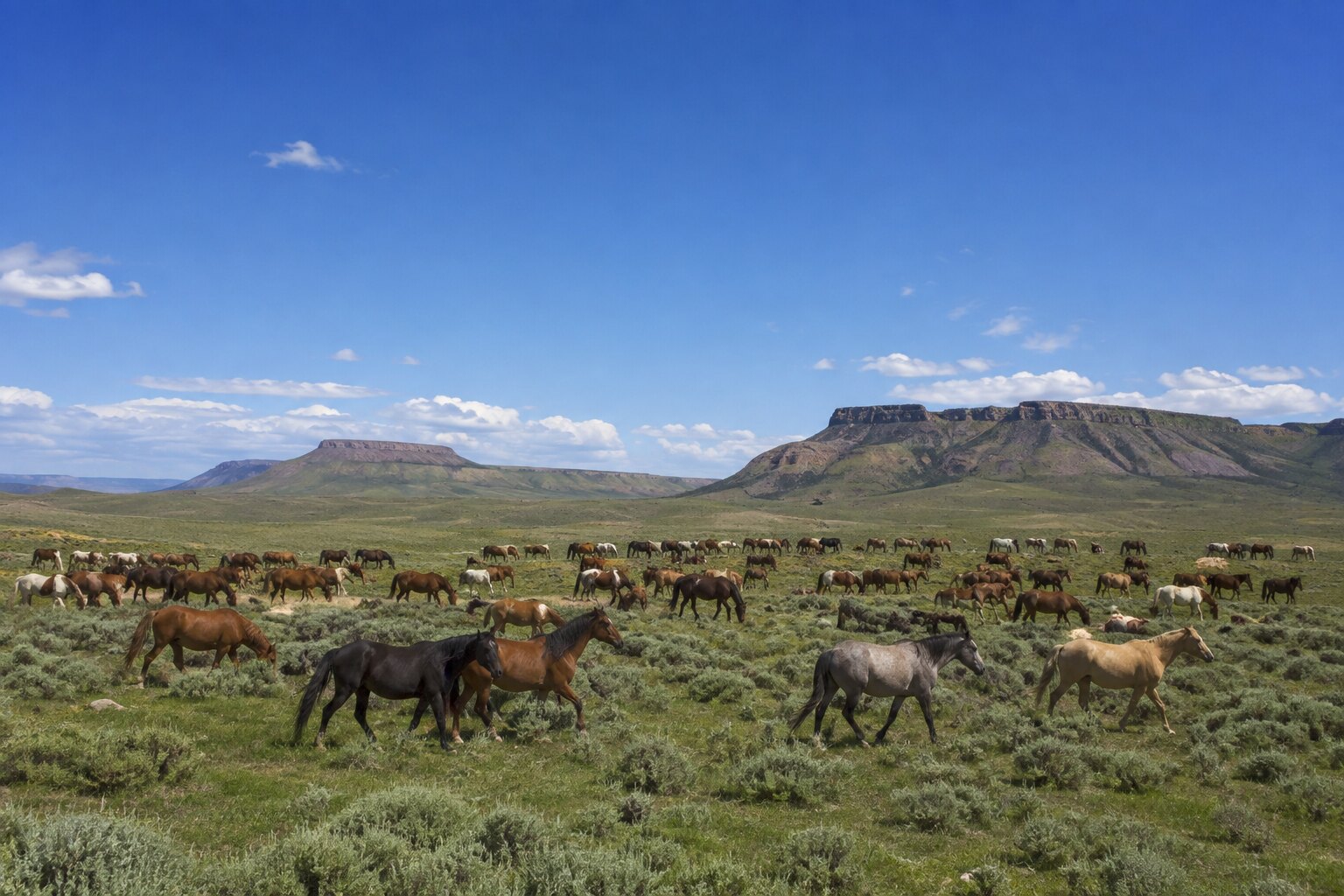 An illustrative wide view of rescued mustangs roaming open sagebrush land in northwest Colorado.