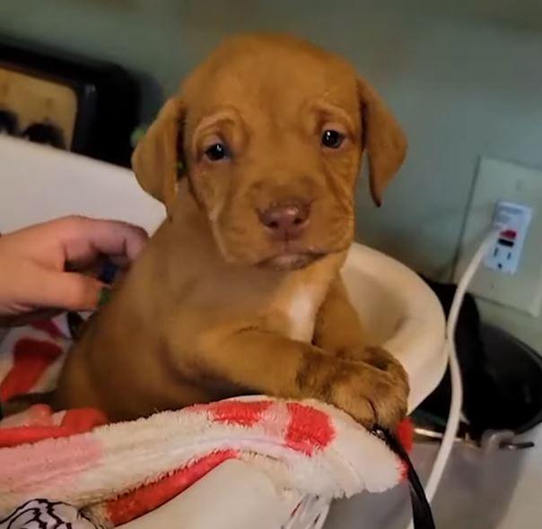 Once at the shelter, rescuers worked tir...