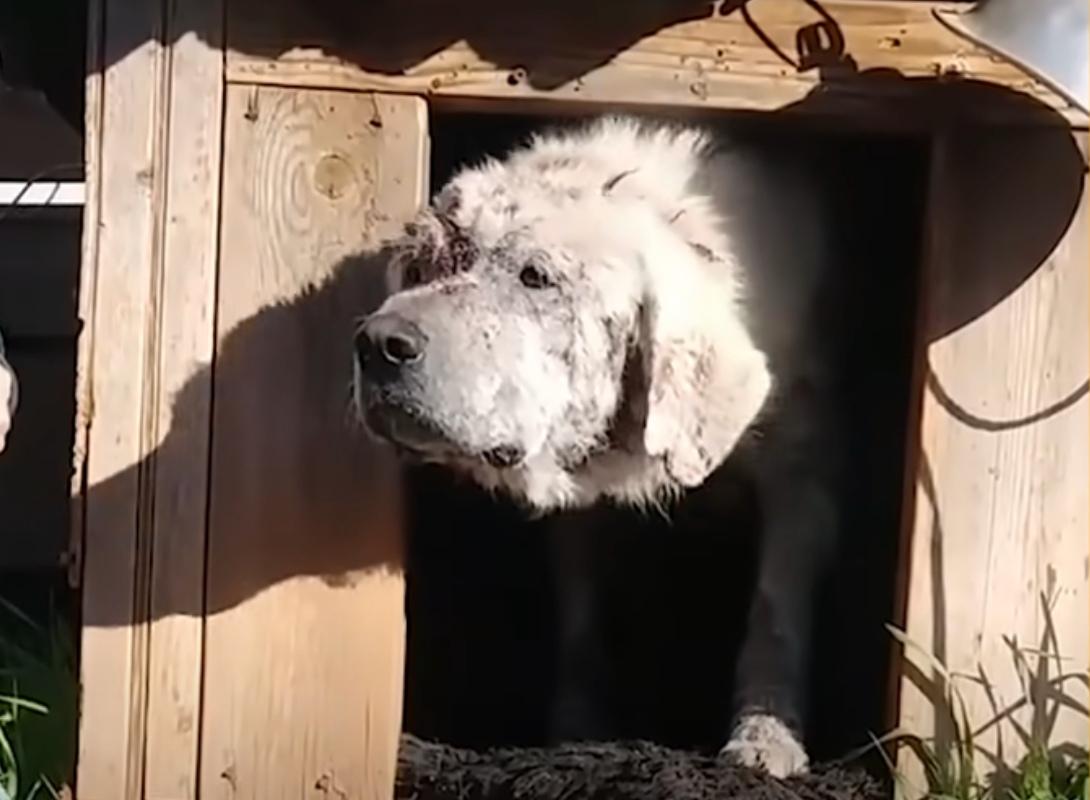 Once freed, Bo was taken to a veterinary...