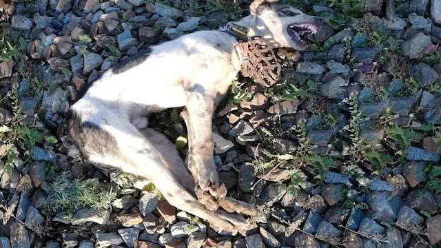 Upon arriving, we discovered the dog, wh...