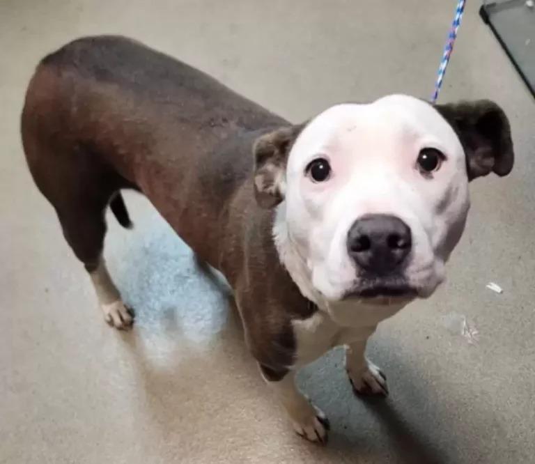 The shelter celebrated as Chauncey final...