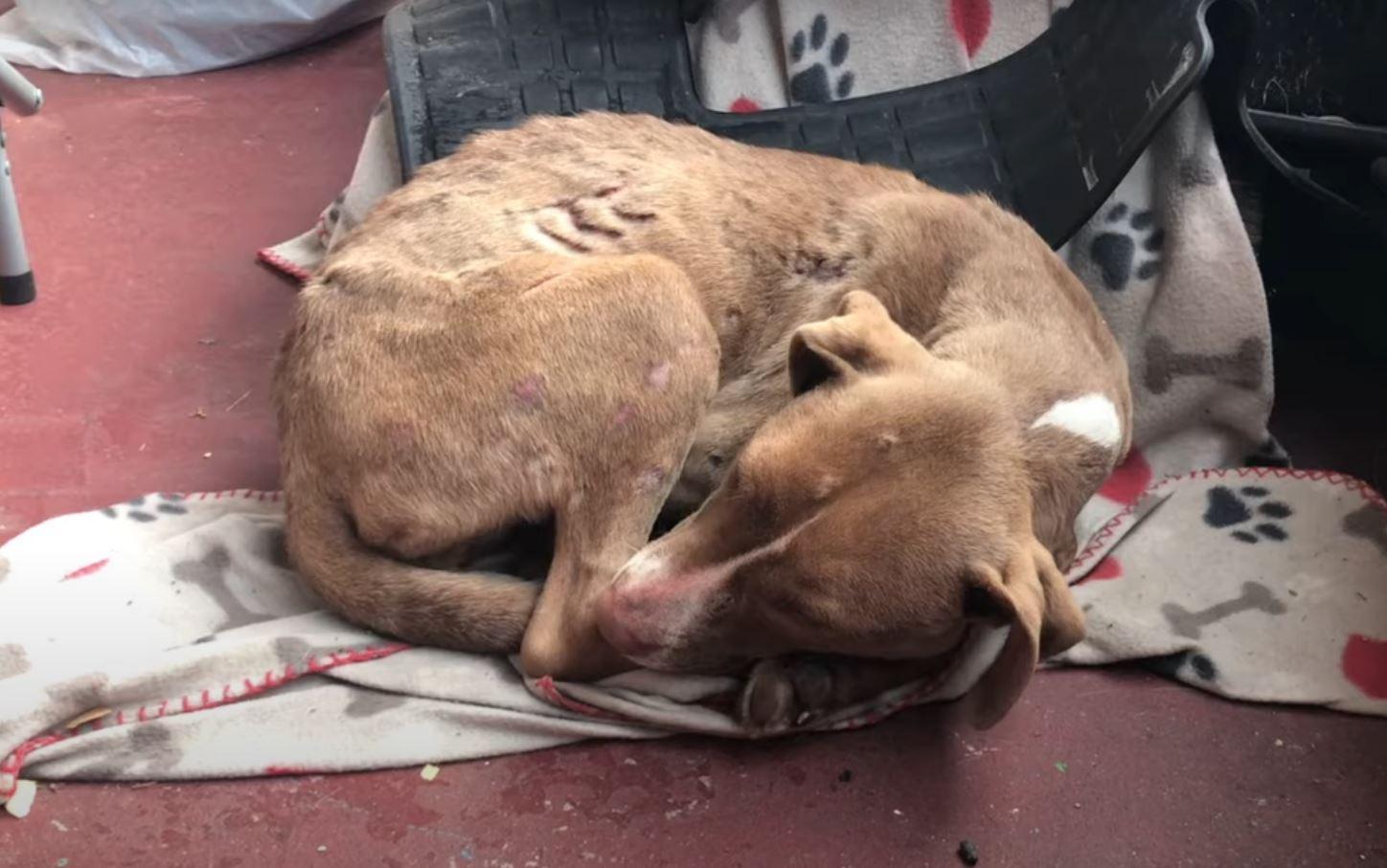 Once at the shelter, Tabea began receivi...