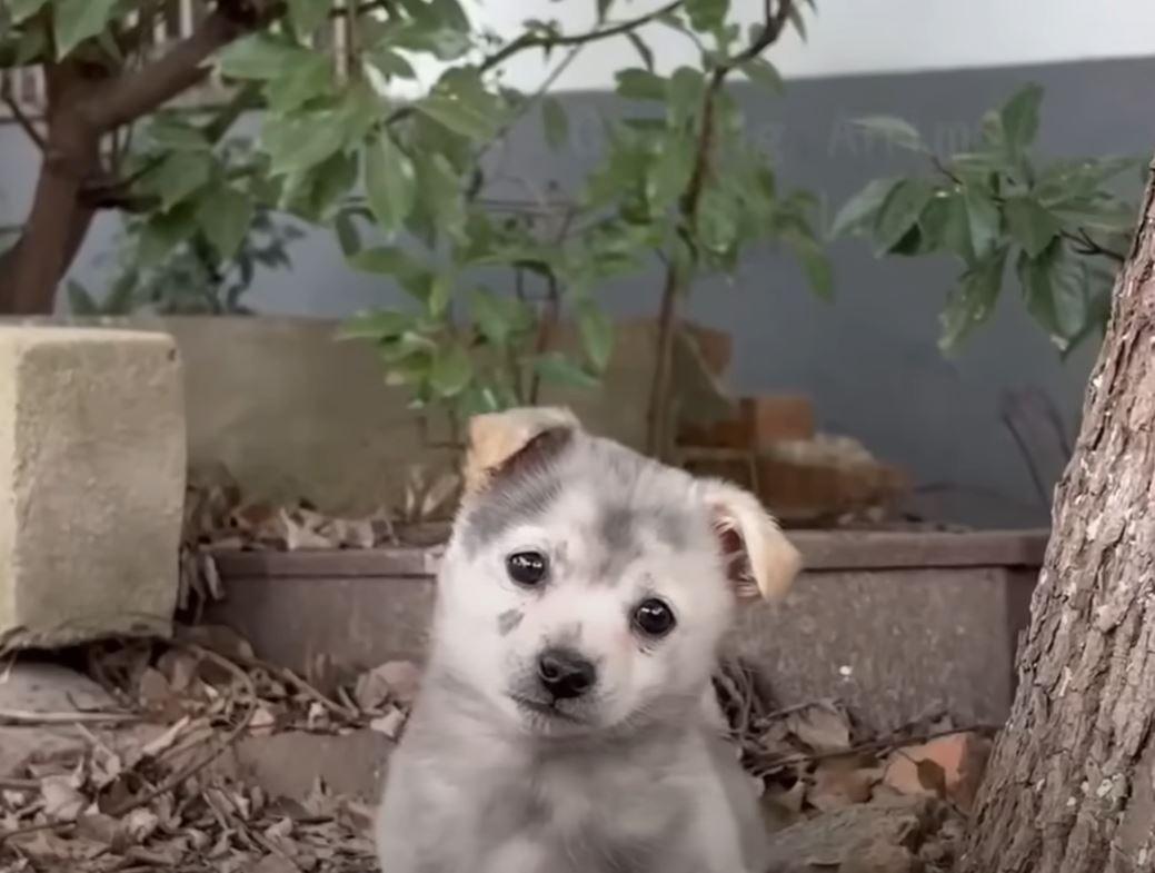A visit to the veterinarian marked the b...