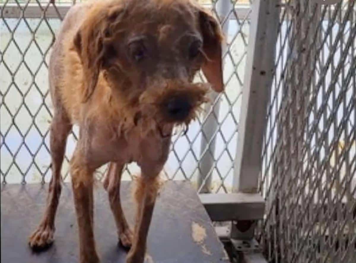 At the shelter, Sarang was given the med...