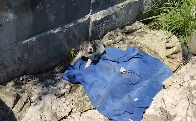 At the shelter, the presence of another ...