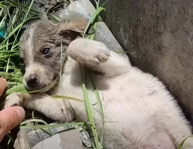 The vets and rescuers faced the daunting...