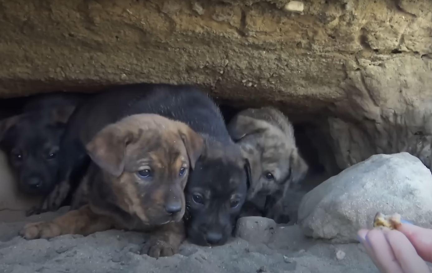 Hungry and desperate, one brave puppy fi...